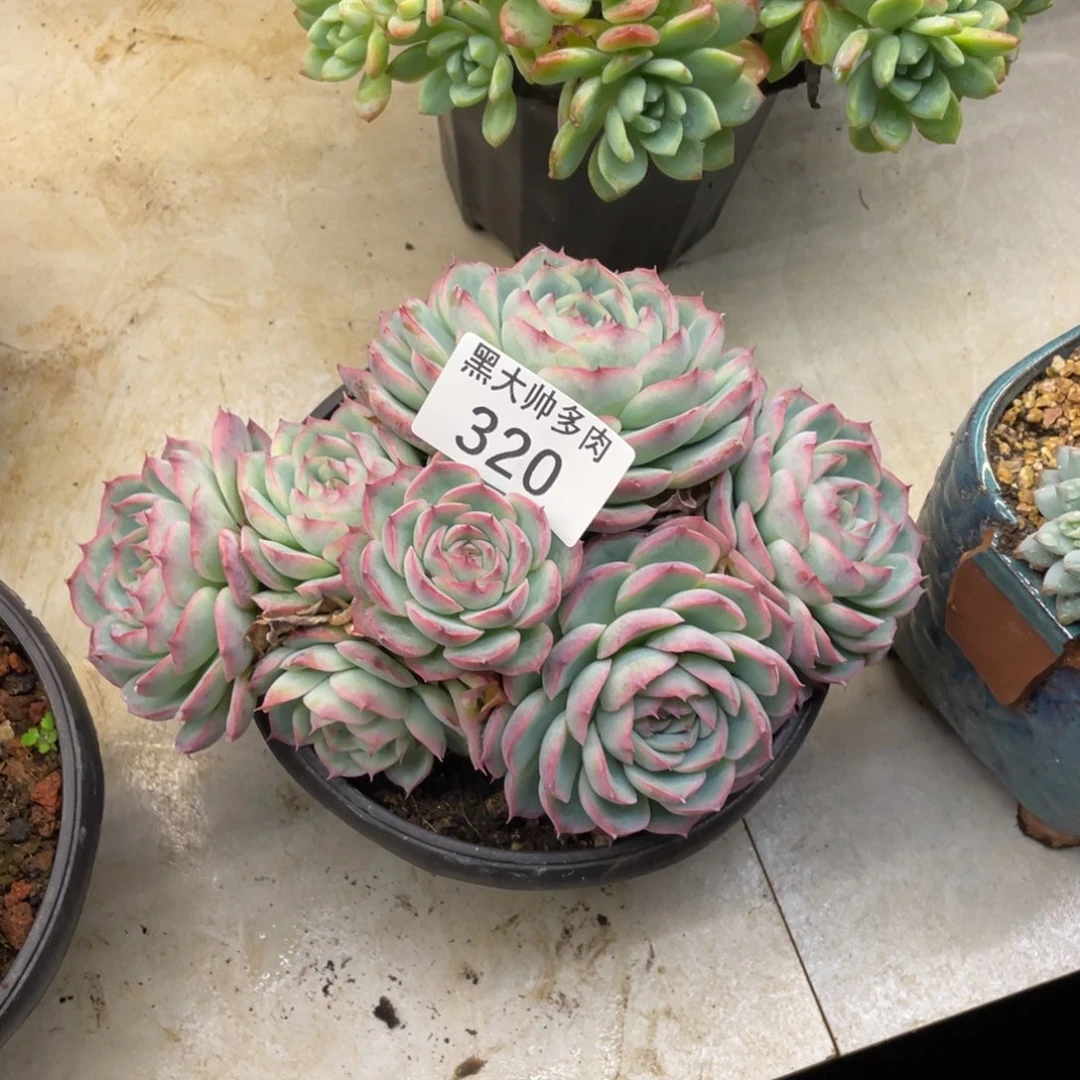 刘****房黑大帅多肉320侧影