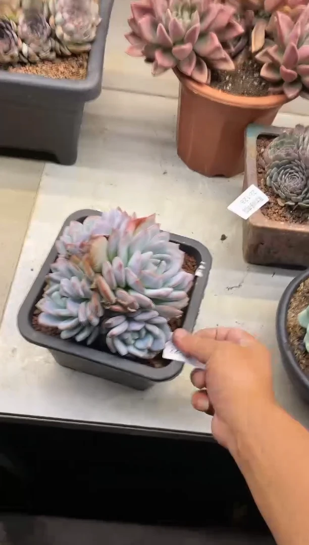 【闪购商品】130心影