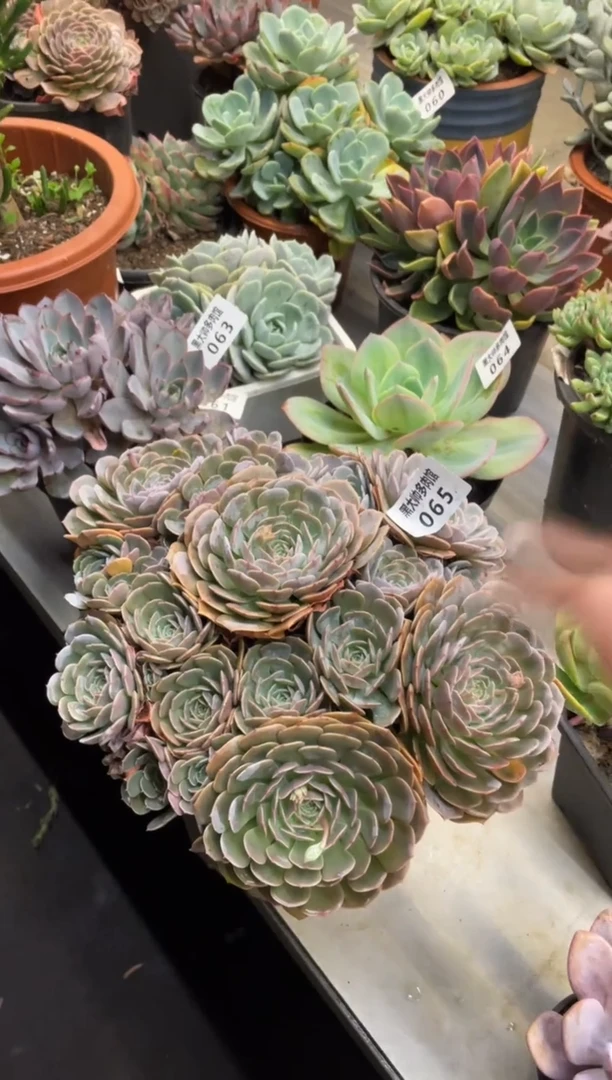 【闪购商品】65天赐