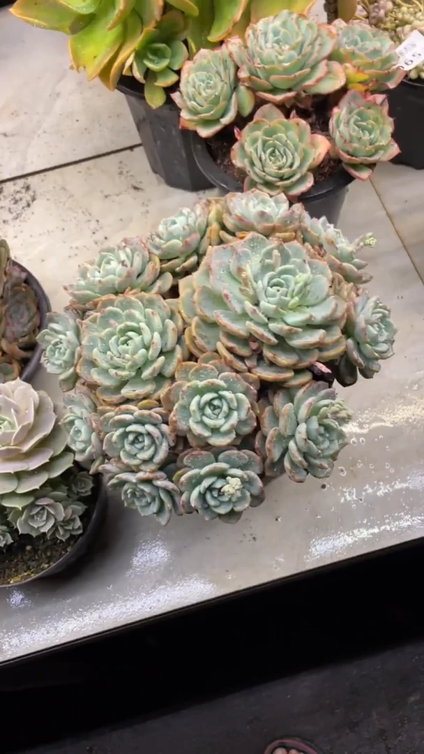 【闪购商品】67千山血