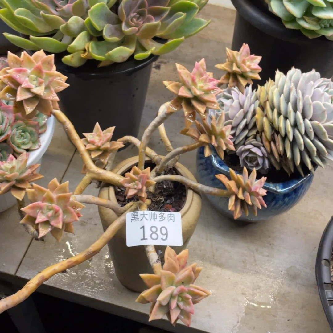 ?***妈黑大帅多肉189橙色撩人