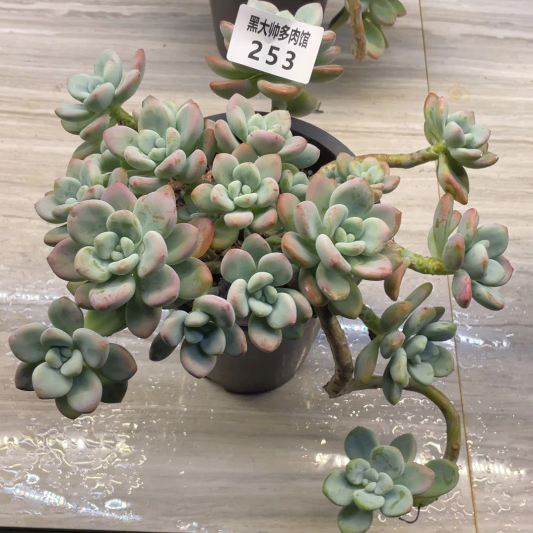 黑大帅多肉253洛神
