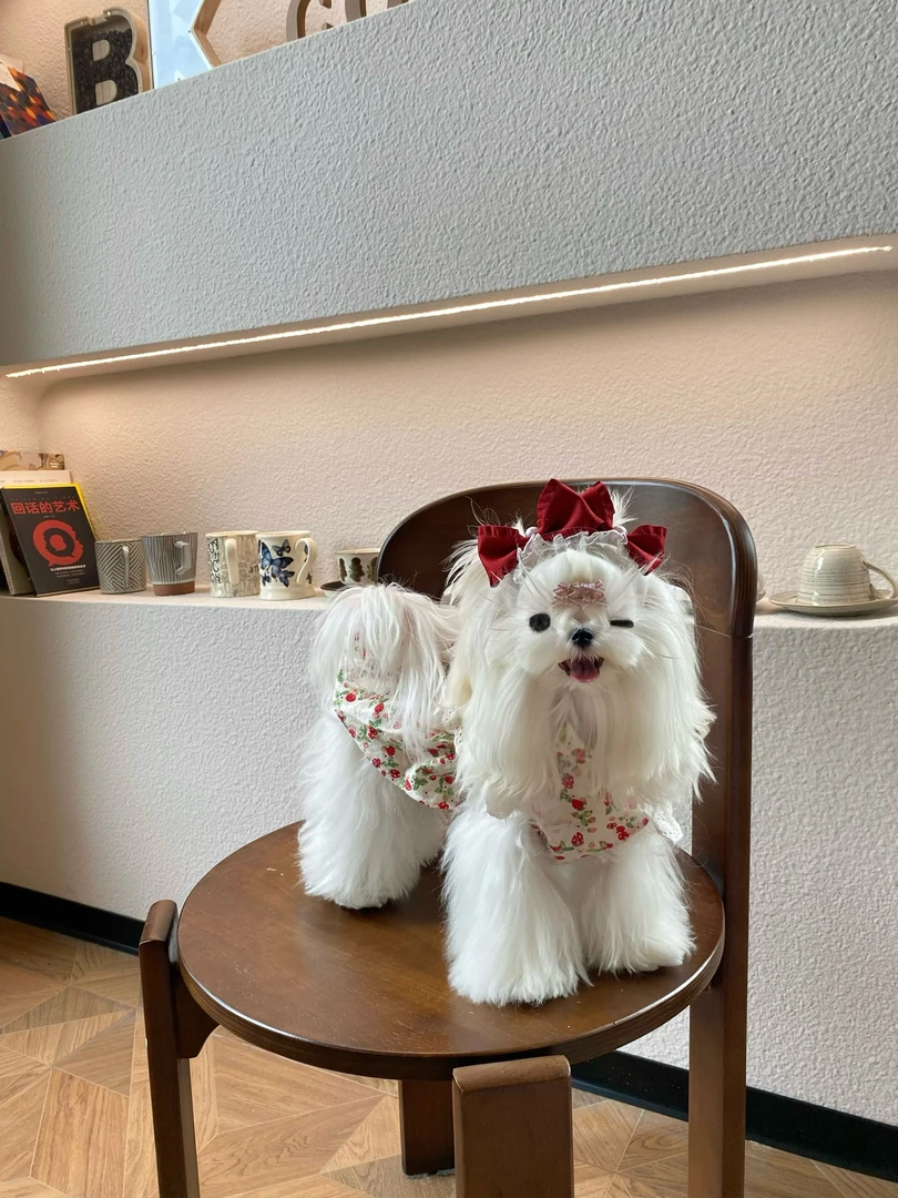 曲奇椰直播间定制款 | 小狗小猫新款定制备注胸围背长 no退no换