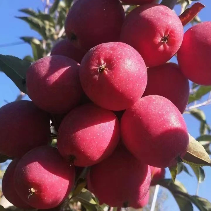 东北特产鸡心果包邮