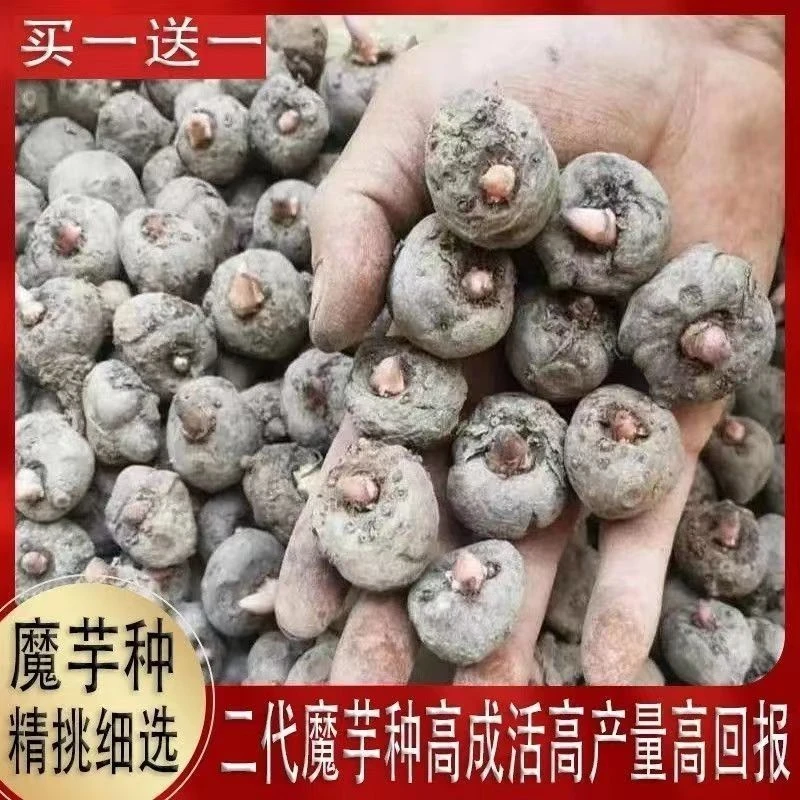 云南魔芋种子新鲜魔芋种种植一代二代贵州小个二代新鲜魔域基地种