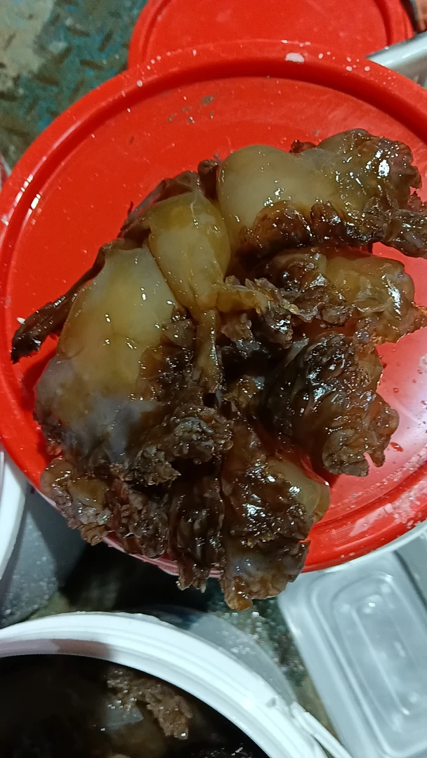海蜇头 4斤青岛发货