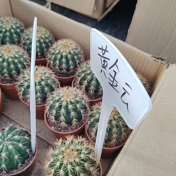【闪购商品】黄金云