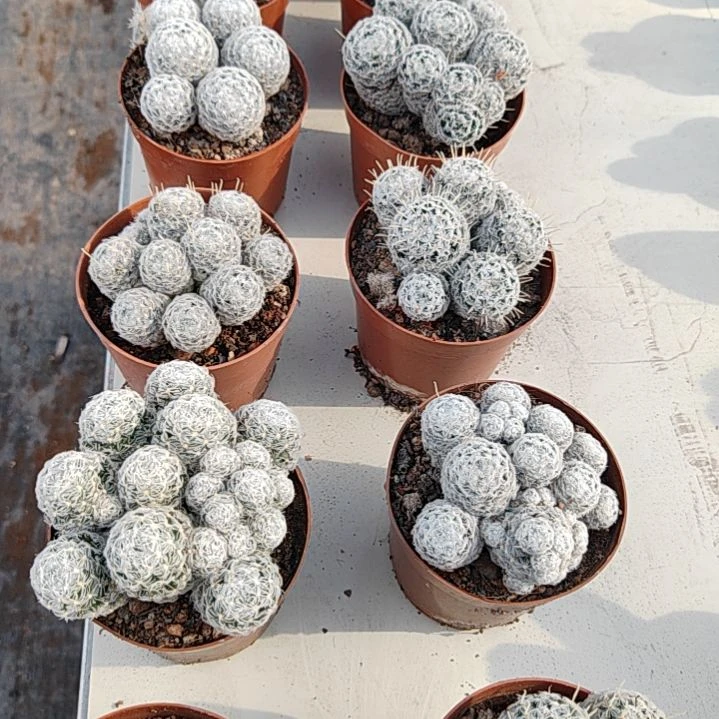 【闪购商品】杜威丸