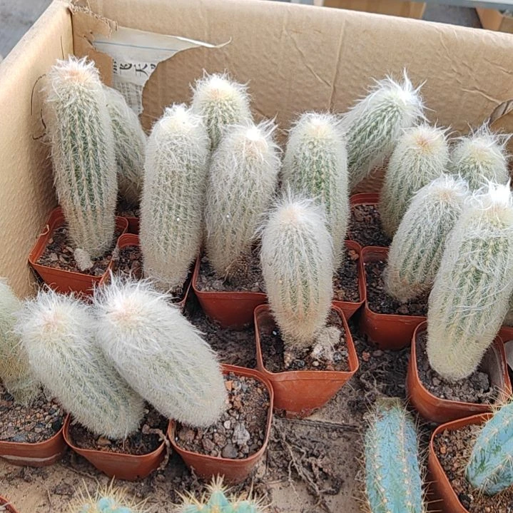 【闪购商品】老乐柱