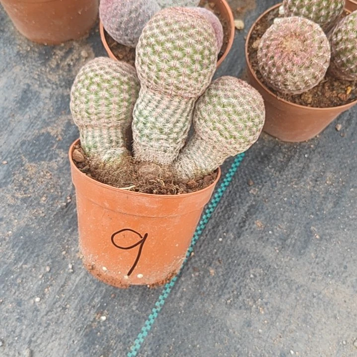 【闪购商品】闹*999999