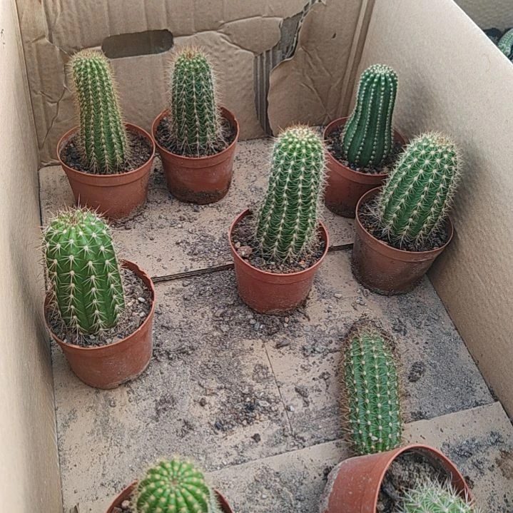 【闪购商品】毛花柱