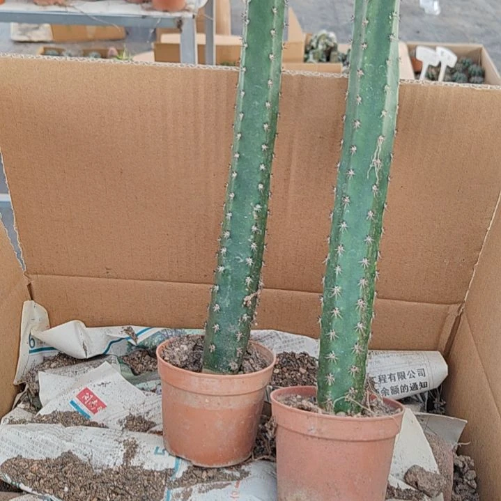 【闪购商品】秀普柱