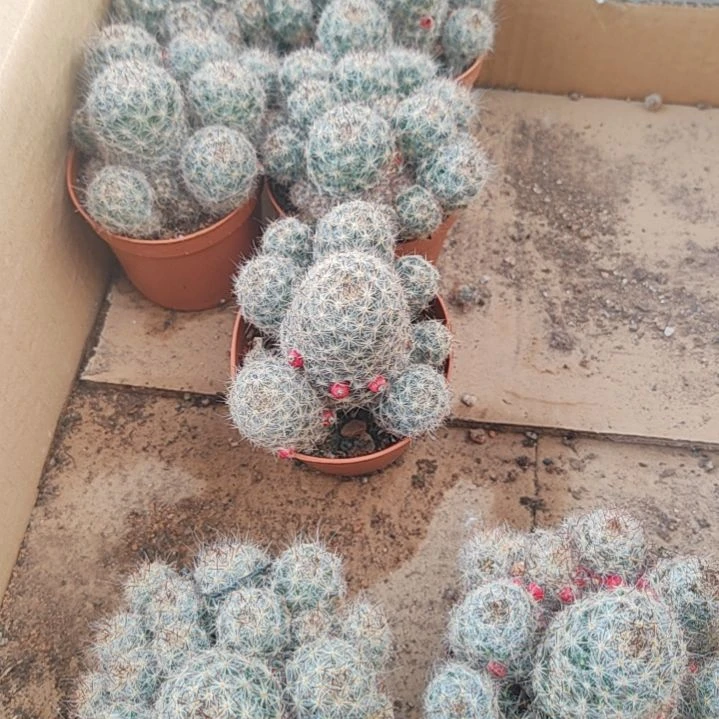 【闪购商品】多头松霞