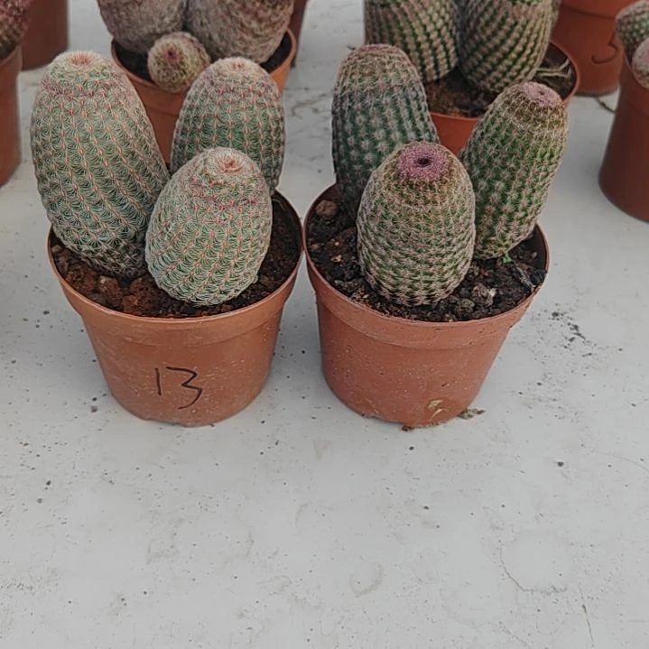 【闪购商品】用****813号