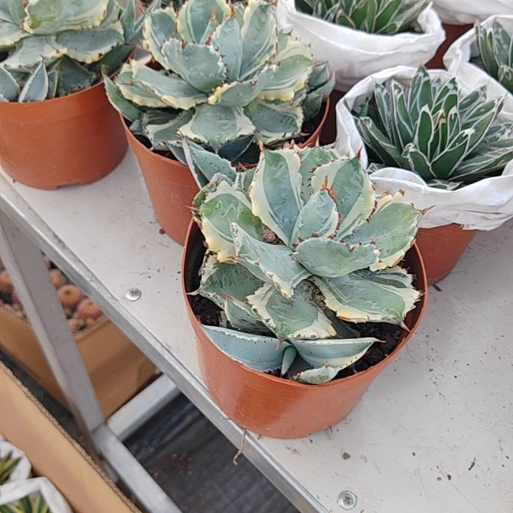 【闪购商品】甲蟹锦