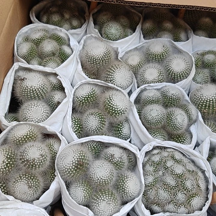 【闪购商品】白小丁