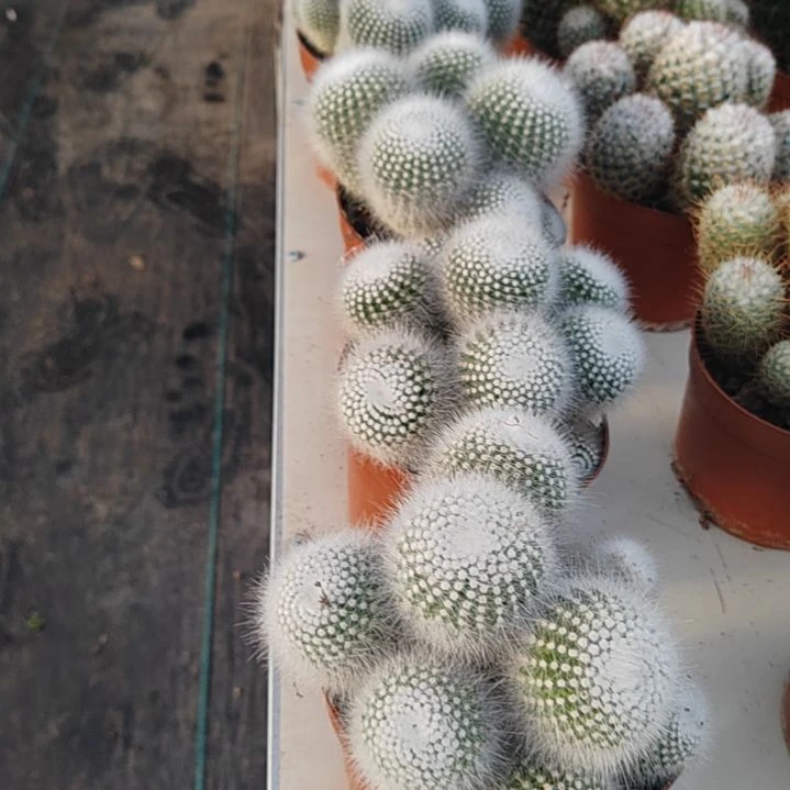 【闪购商品】大号白小丁