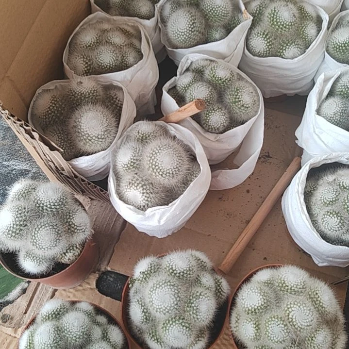 【闪购商品】白小丁