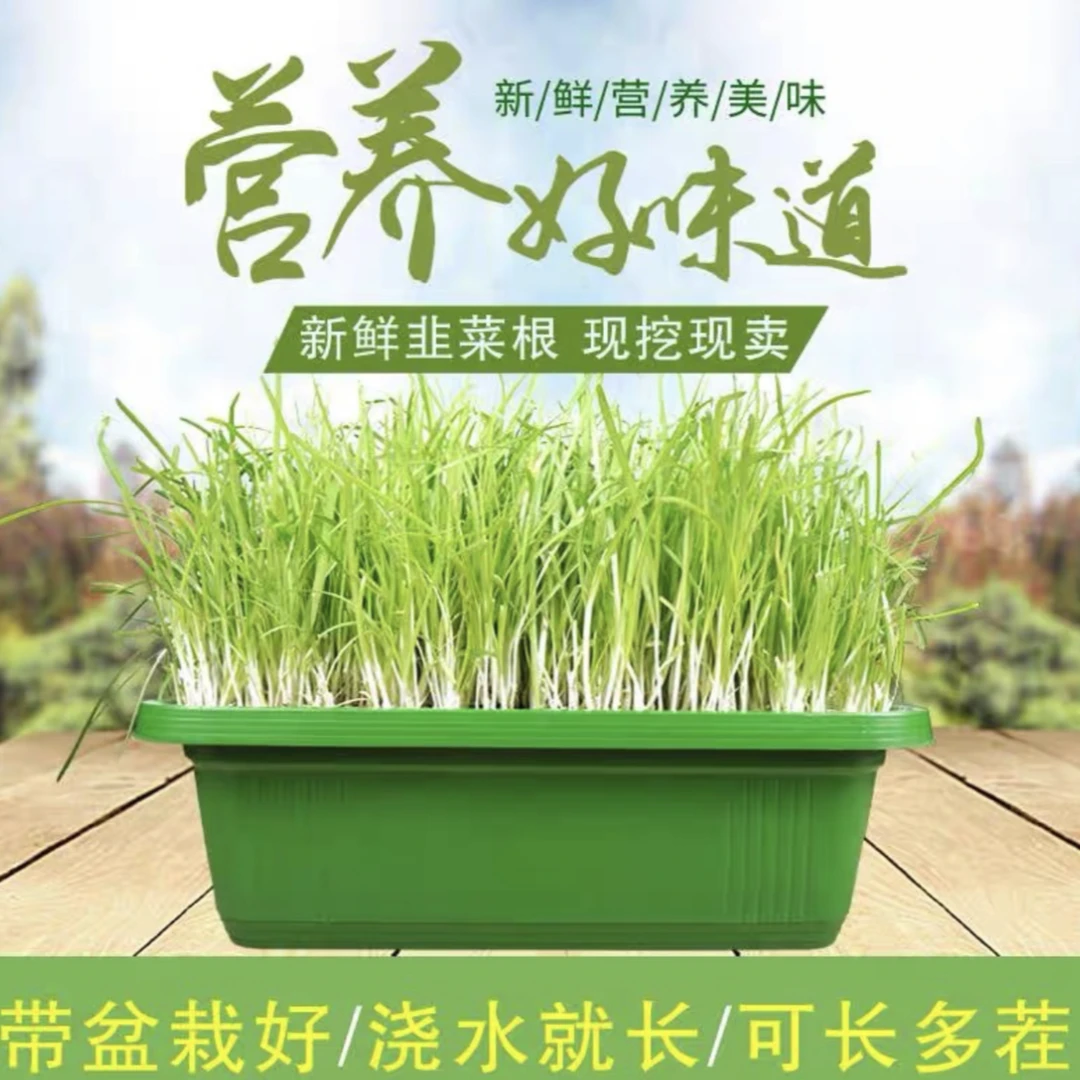 水培韭菜盆栽营养无土鲜嫩种植生长新鲜现挖现发阳台种植宽叶韭菜