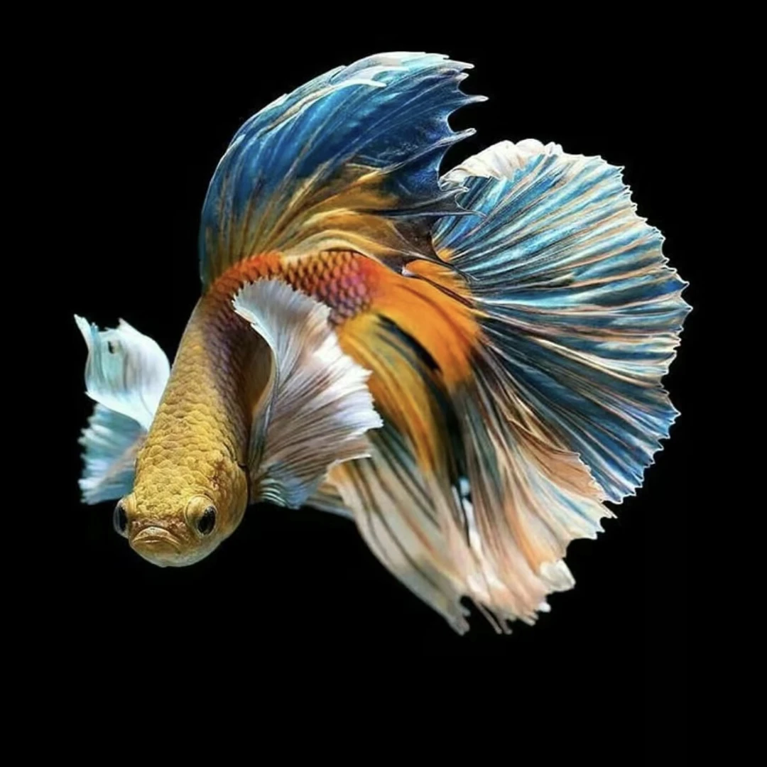 C12（265-288）泰国斗鱼精选小型热带观赏鱼（直播间选鱼）