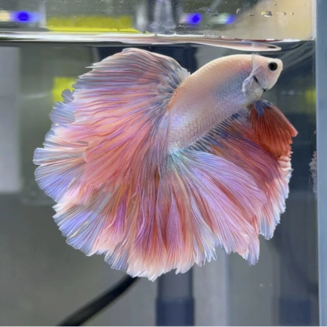 B11（241-264）泰国斗鱼精选小型热带观赏鱼（直播间选鱼）