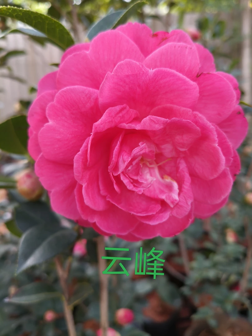 云南茶花名贵品种云峰靠接带芽带花苞福利款庭院山茶花盆栽赏花