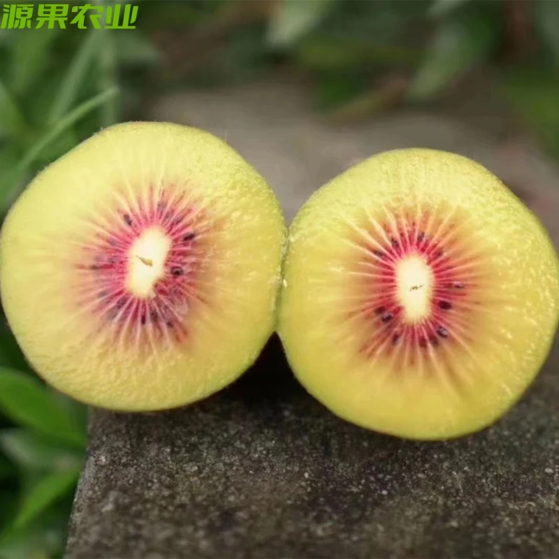 【特价花皮果】新鲜水果黄肉红心奇异果四川蒲江金阳猕猴桃微软即食