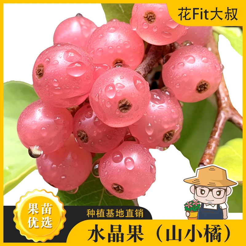 【肥仔精品苗】山小橘果树苗 嫁接苗粗生好打理  四季挂花挂果 室外