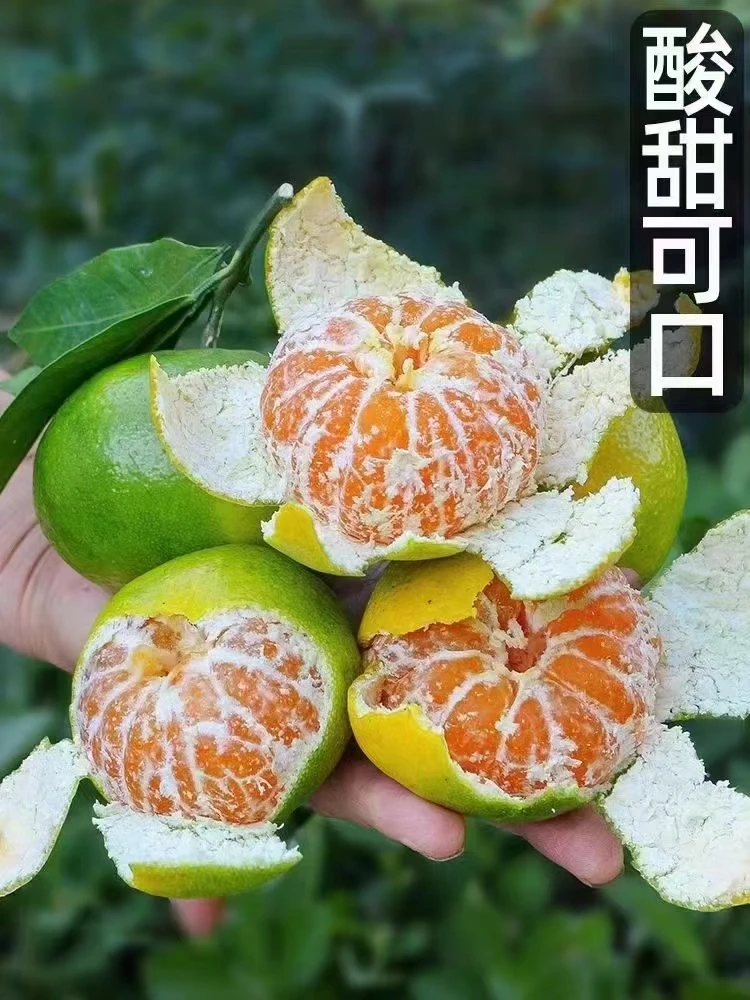 赣南桔子特早原产地现摘现发5斤/10斤
