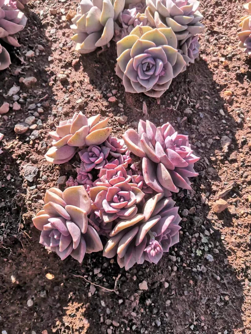 挚爱 外播地栽彩虹糖 多肉植物【轻微断枝不售后】 庭院美观