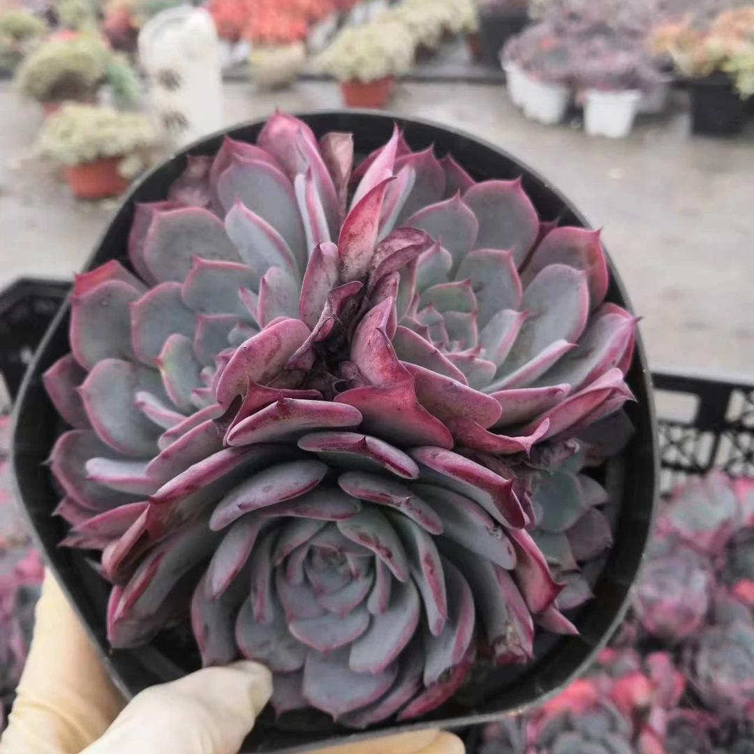 挚爱 群生劳伦斯【三头起】  多肉植物【庭院空气净化红色】