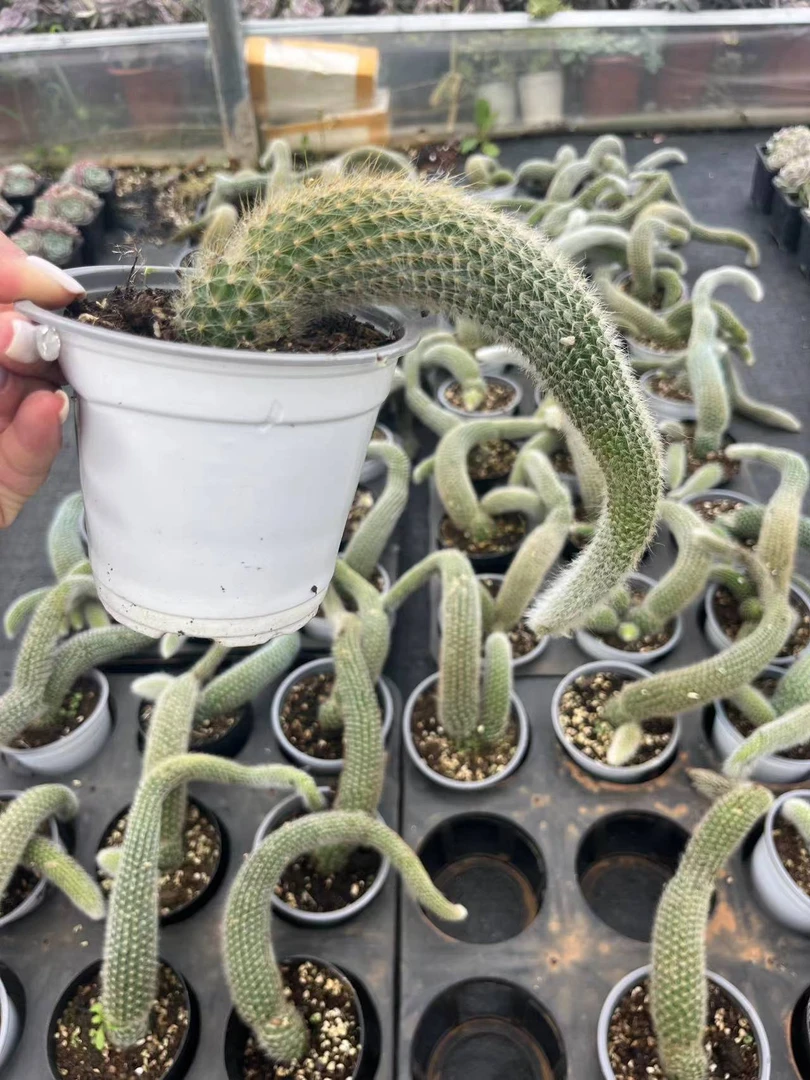 挚爱  九尾狐【单尾】 多肉植物  绿色 盆栽 观赏