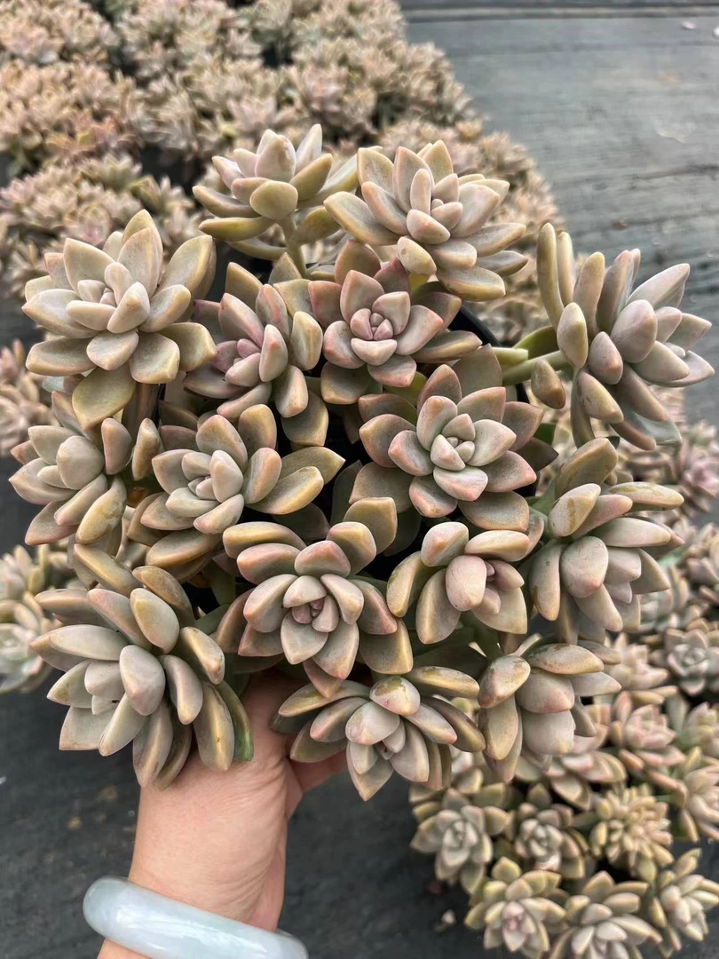 挚爱 手捧淡雪【带盆带土】 多肉植物