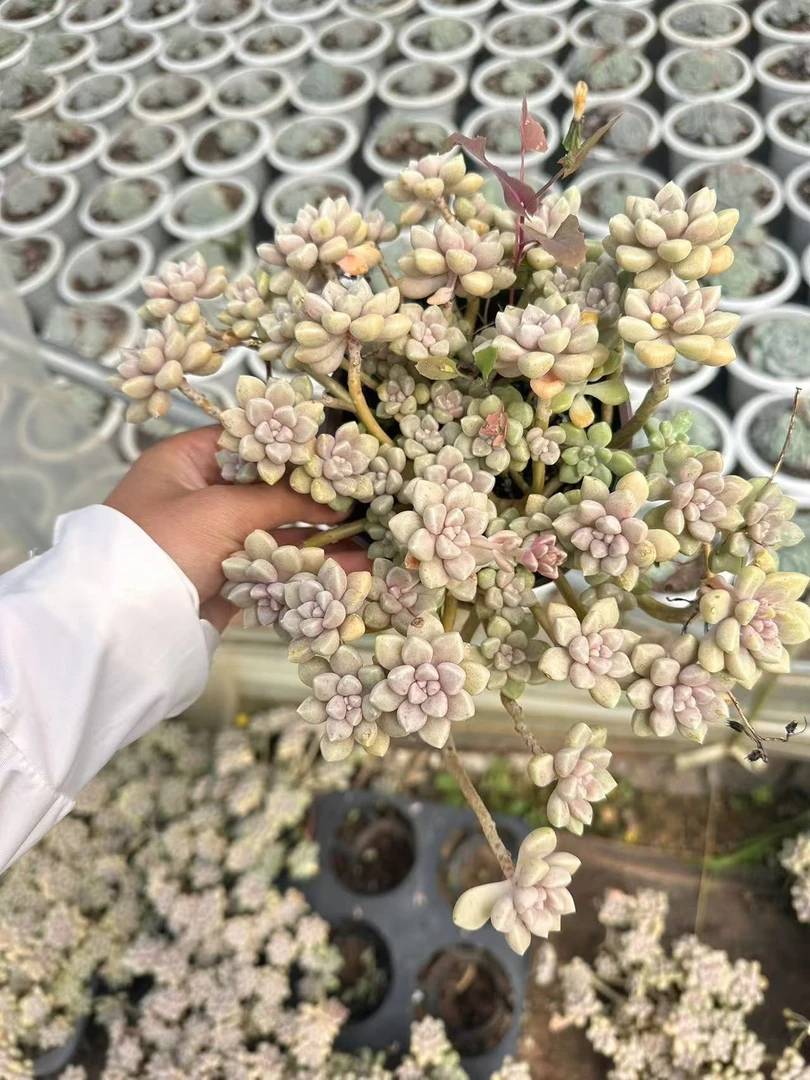挚爱 外播丸叶姬秋丽【轻微掉叶不售后】 多肉植物