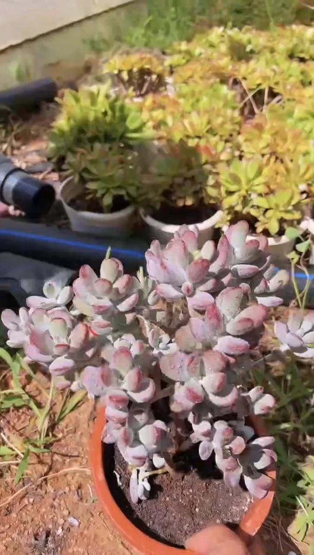 【闪购商品】早场乒乓福娘25.8一颗