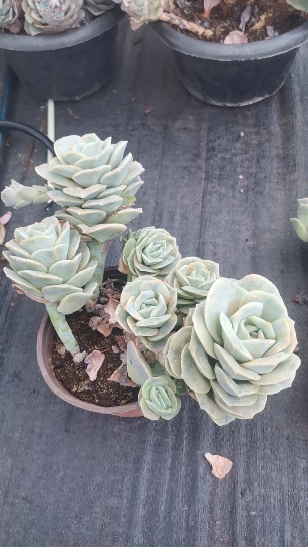 挚爱  可爱玫瑰【散群 带盆土 】 多肉植物