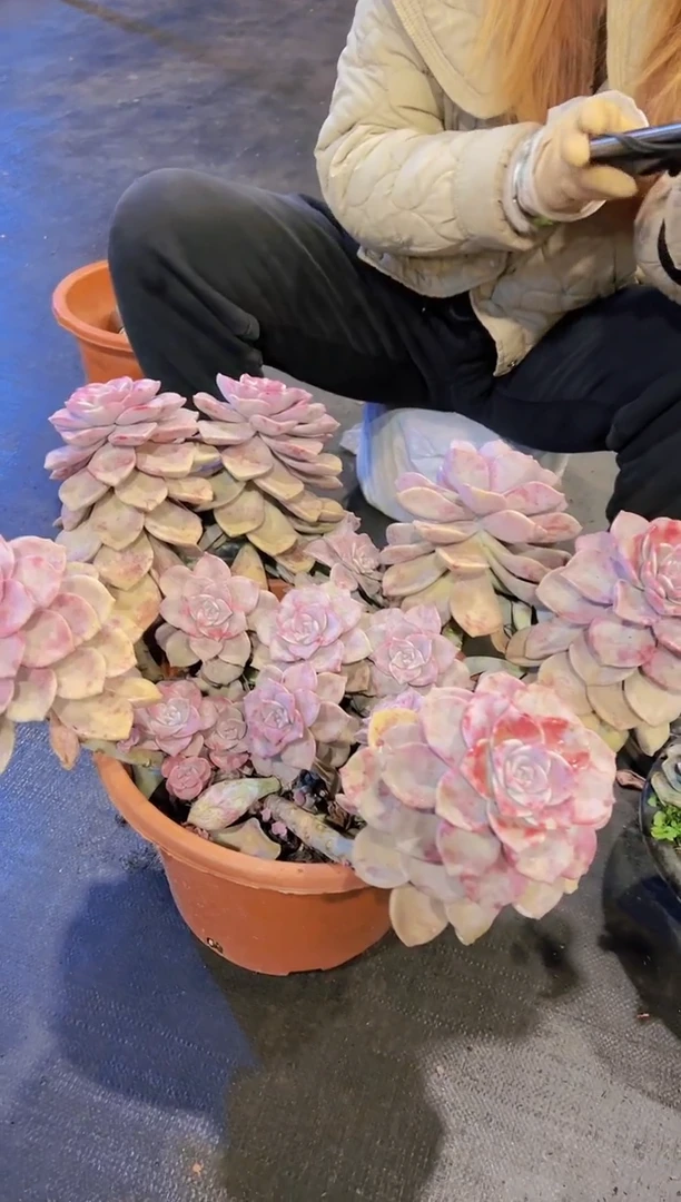 【闪购商品】大紫乐30一颗