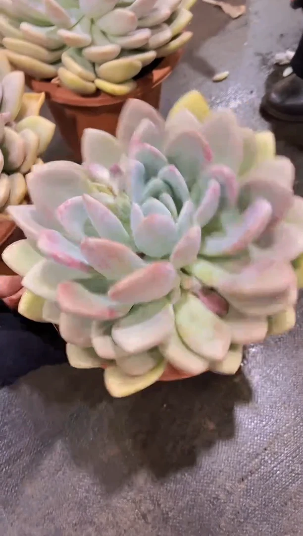 【闪购商品】红盆单头大奥普