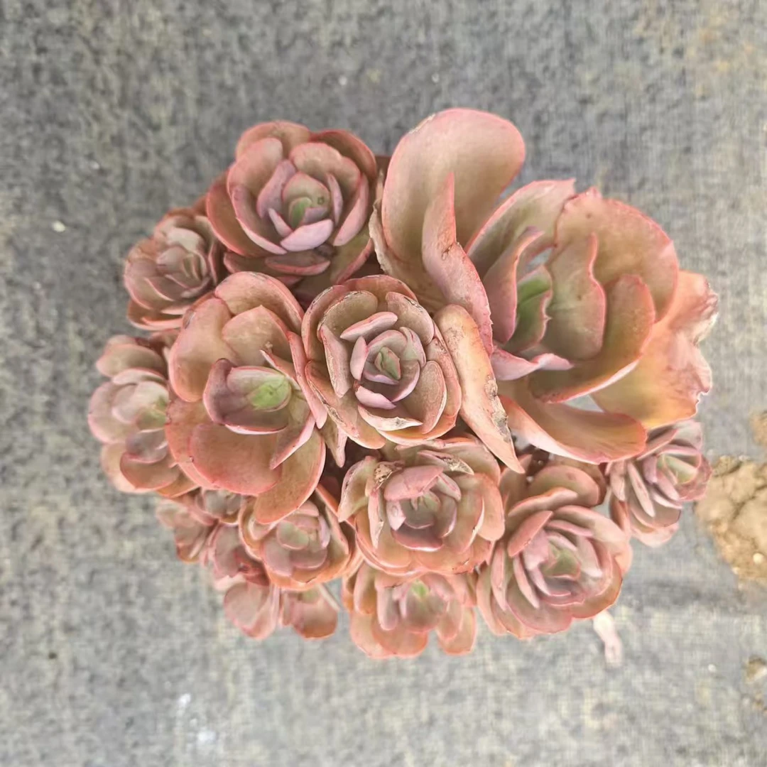 挚爱   手捧秀妍 【轻微掉叶不售后】多肉植物