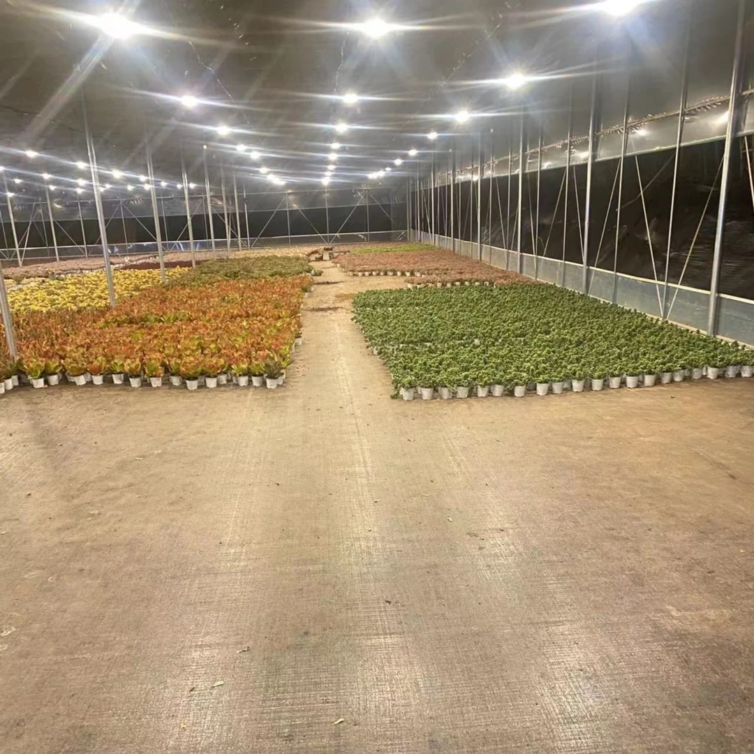 挚爱 外播综合链接 多肉植物