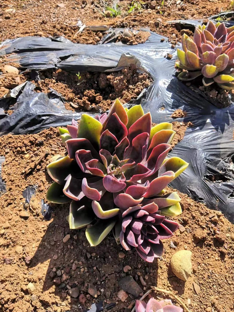 挚爱 外播地栽琼斯【轻微断枝不售后】 多肉植物 美观