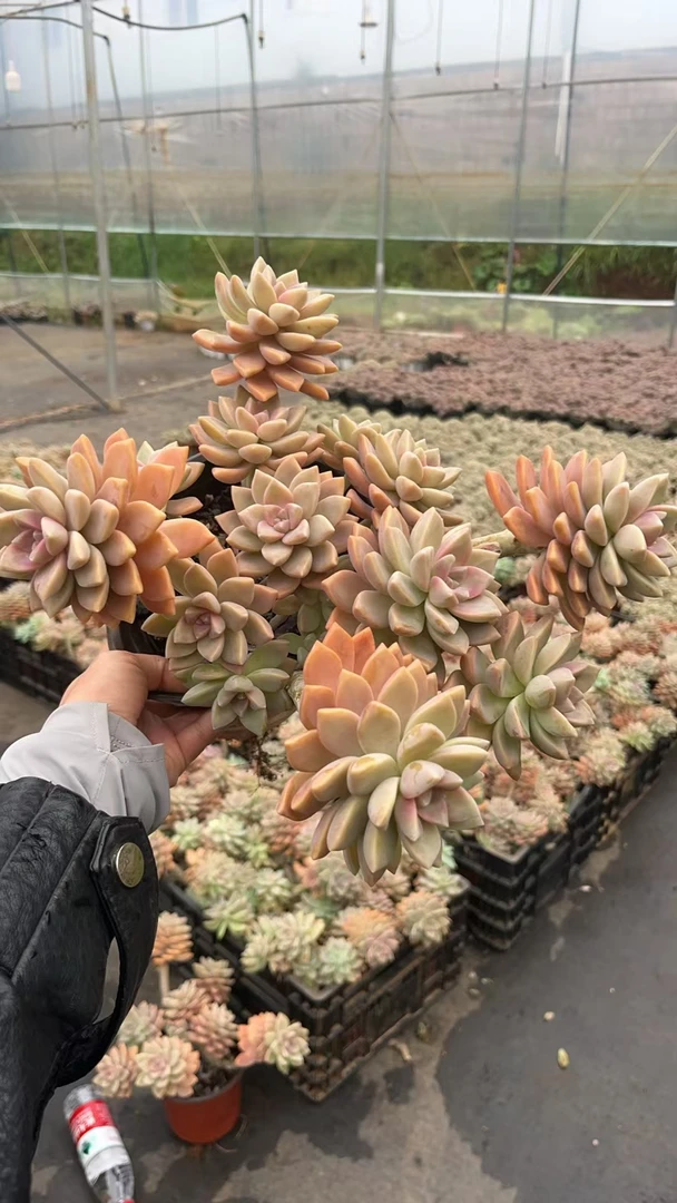 挚爱   精控马卡龙淡雪 多肉 以直播间实物为准