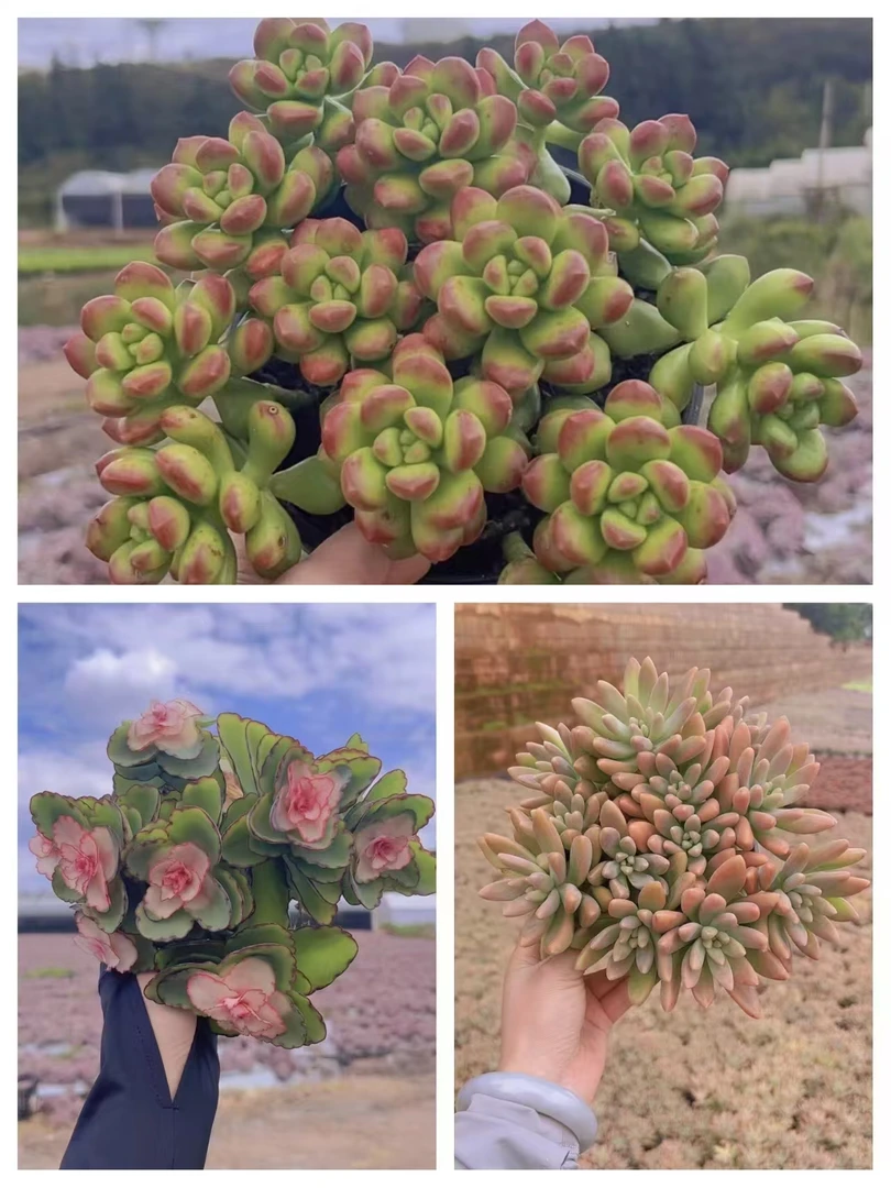 挚爱  组合套餐【秋丽+牡丹锦+丸叶松绿】 多肉 带盆土