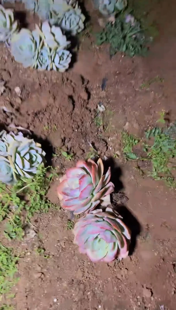 【闪购商品】外播地栽单头血凤