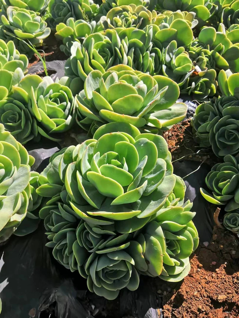 挚爱 外播地栽碧桃 多肉植物【轻微断枝不售后】 庭院美观