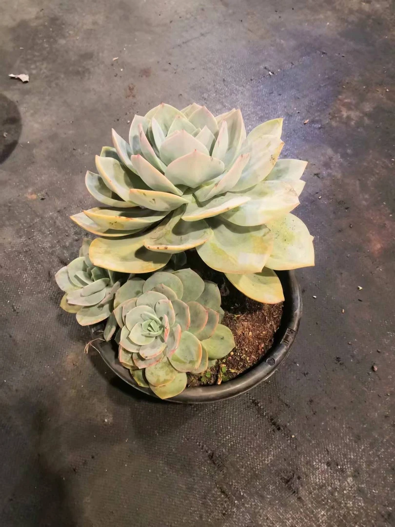 挚爱 大老桩白凤 多肉植物空气净化简单庭院