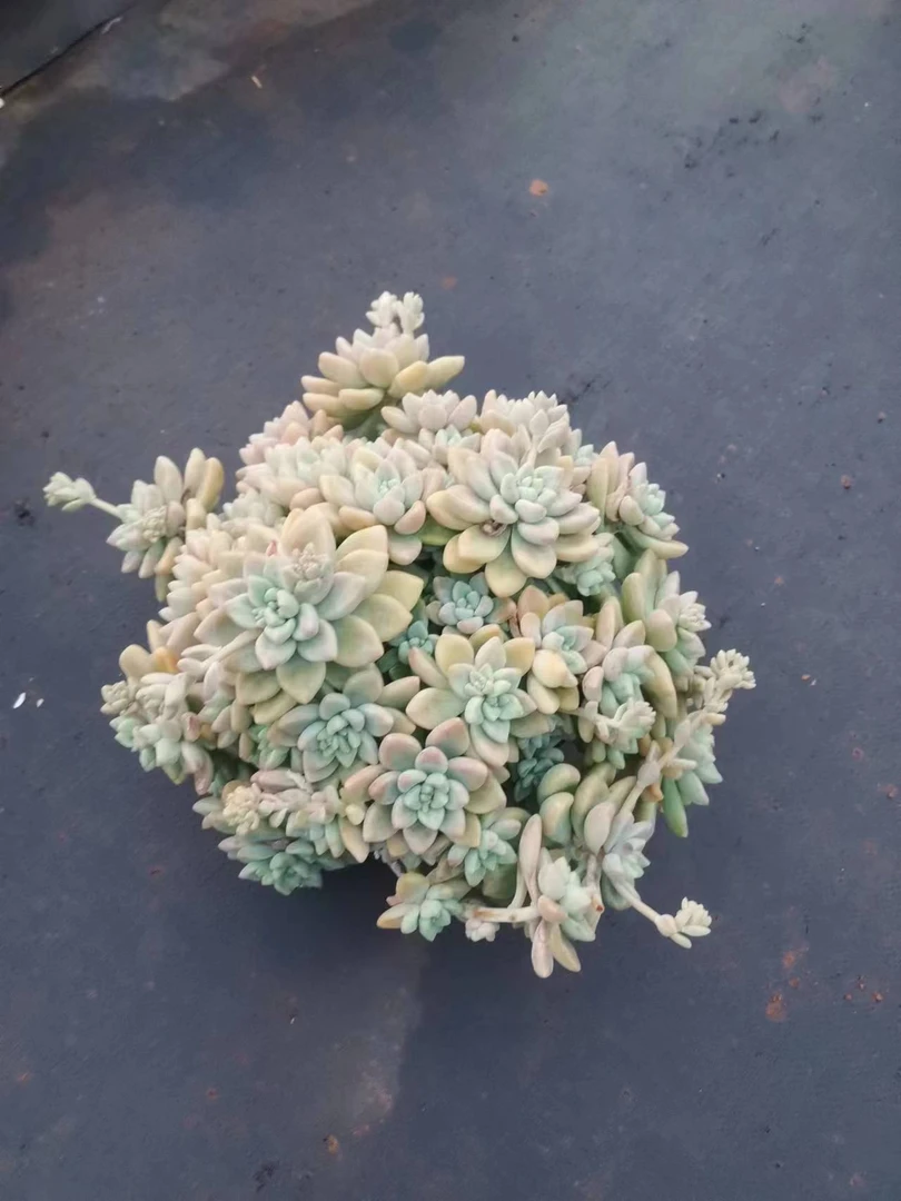 挚爱 奶酪蛋糕 【轻微断枝掉叶不售后】多肉植物