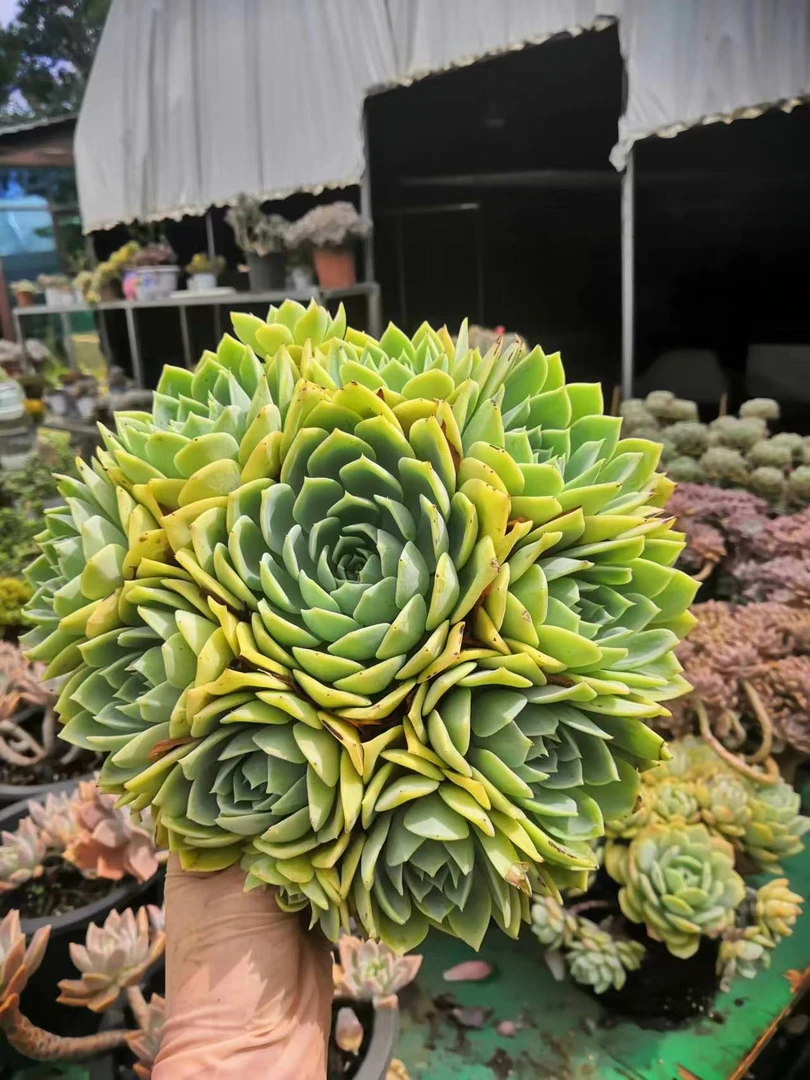 挚爱  三色堇 多肉植物 轻微掉叶不售后 以直播间为准