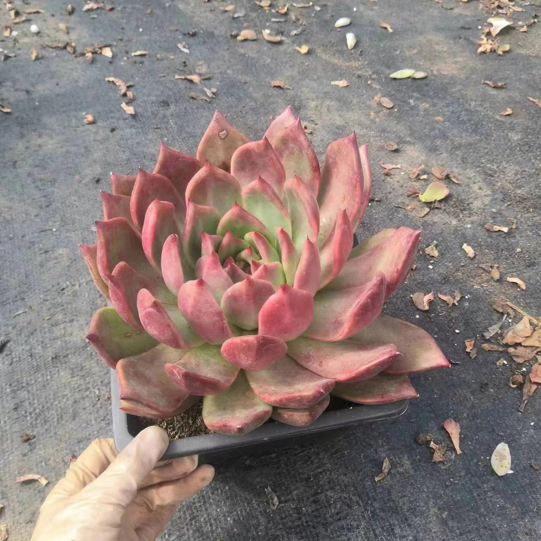 挚爱 阿姆斯壮壮 多肉植物