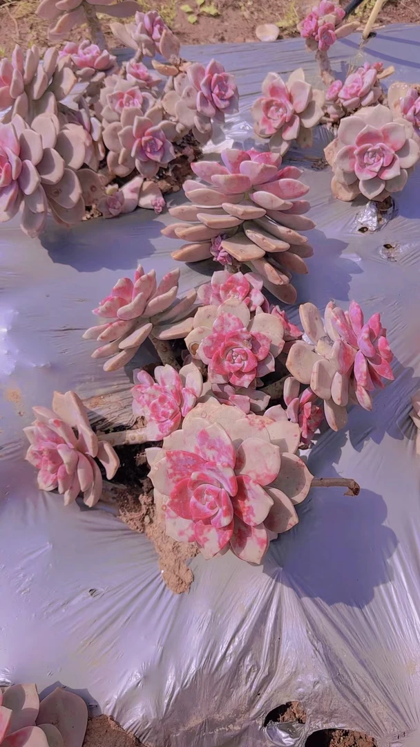 挚爱  地栽造型鹅肝紫乐【冠幅35-40公分】 【轻微断枝掉叶不售后】